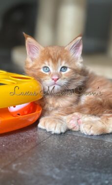 Availalble Kittens (1)