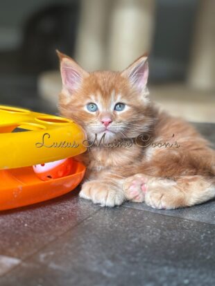 Availalble Kittens (1)