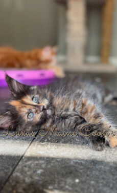 Availalble Kittens (2)