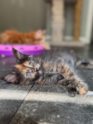 Availalble Kittens (2)