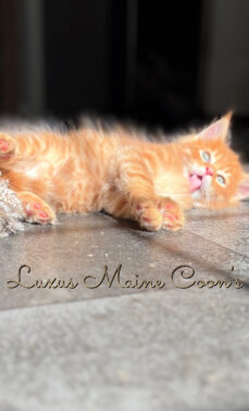 Availalble Kittens (3)