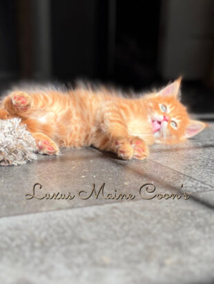 Availalble Kittens (3)