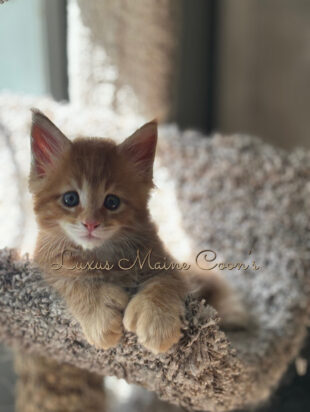Availalble Kittens (4)