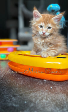 Availalble Kittens (5)