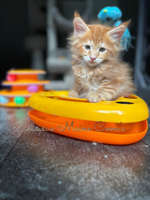Availalble Kittens (5)