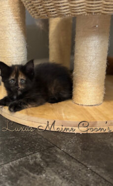 Availalble Kittens (6)
