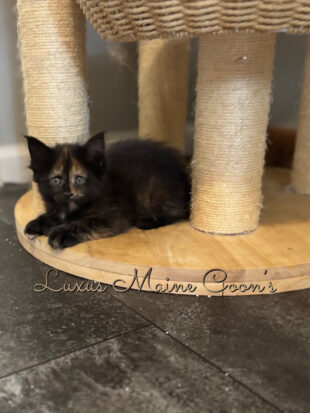 Availalble Kittens (6)