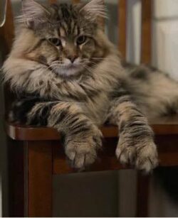 Prince